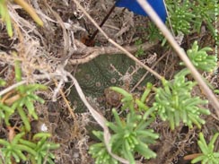 Astrophytum asterias with Varilla texana