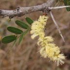 Acacia rigidula