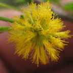 Acacia schaffneri
