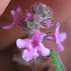 Aloysia macrostachya