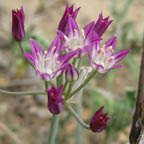 Allium runyonii