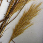 Andropogon barbinodis