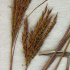 Andropogon gerardii