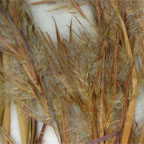 Andropogon glomeratus