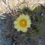 Astrophytum ornatum