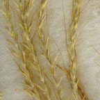 Bothriochloa ischaemum