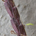 Bothriochloa ischaemum var. songarica
