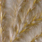 Bothriochloa saccharoides v. torreyana