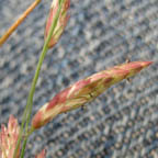 Bromus unioloides