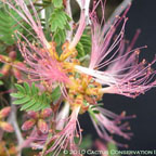 Calliandra conferta