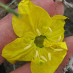 Calylophus serrulatus