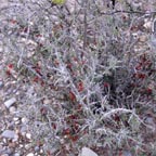Castella erecta texana