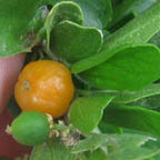 Celtis pallida