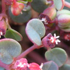 Chamaesyce sp