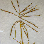 Chloris verticillata