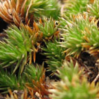 clubmoss