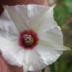 Convolvulus carrii