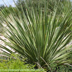 Dasylirion texanum