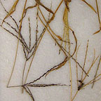 Digitaria sanguinalis