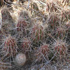 Echinocereus enneacanthus