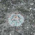 Echinocactus horizonthalonius