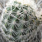 Echinocereus pectinatus wenigeri