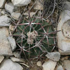 Echinocactus texensis
