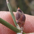 Ephedra antisyphilitica