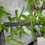 Forestiera angustifolia