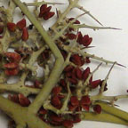 Holacantha stewartii