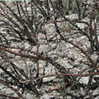 Jatropha dioica