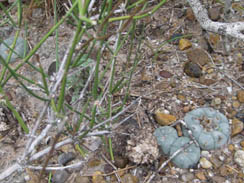 Ephedra antisyphilitica and Lophophora williamsii