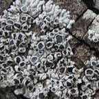 lichen