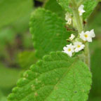 Lippia graveolens
