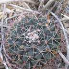 Mamillaria meiacantha