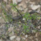Mimosa species