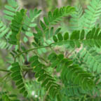 Pithecolobium pallens