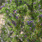 Porlieria angustifolia