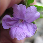Ruellia sp