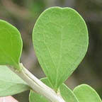 Schaefferia cuneifolia