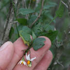Solanum triquetrum