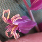 Streptanthus carinatus