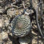 Strombocactus disciformis