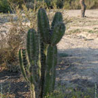 Stenocereus
