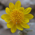 Thymophylla acerosa