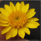 Thymophylla penchaeta