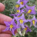 Solanum