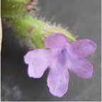 Verbena species