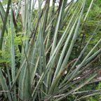 Yucca reverchoni