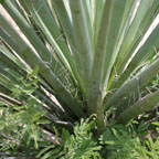Yucca torreyi